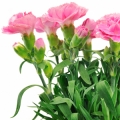 برگ میخک Carnation Leaves